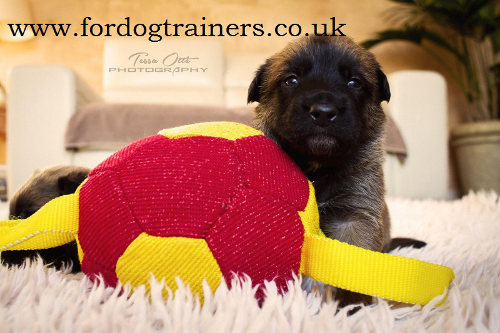 Professional Dog Training Equipment